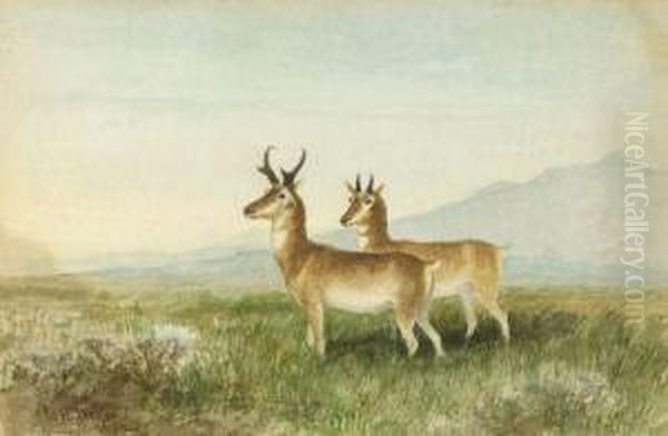 Antelope On The Plains Oil Painting by Newbold Hough Trotter