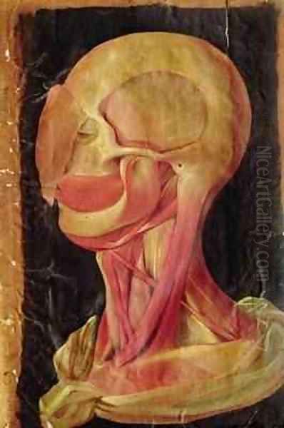 Anatomical drawing of the human head Oil Painting by Hieronymus Fabricius ab Aquapendente