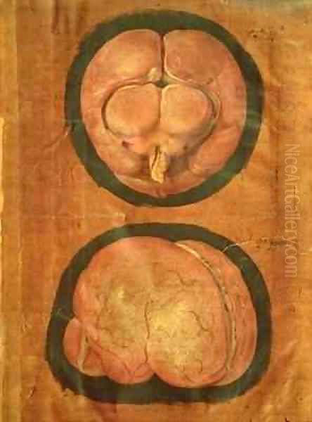 Anatomical drawing of the human brain Oil Painting by Hieronymus Fabricius ab Aquapendente