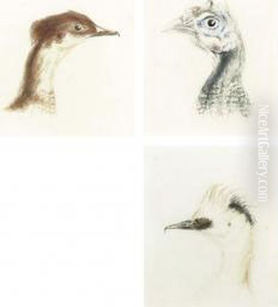 Three Head Studies Of Birds Oil Painting by Joseph Mallord William Turner