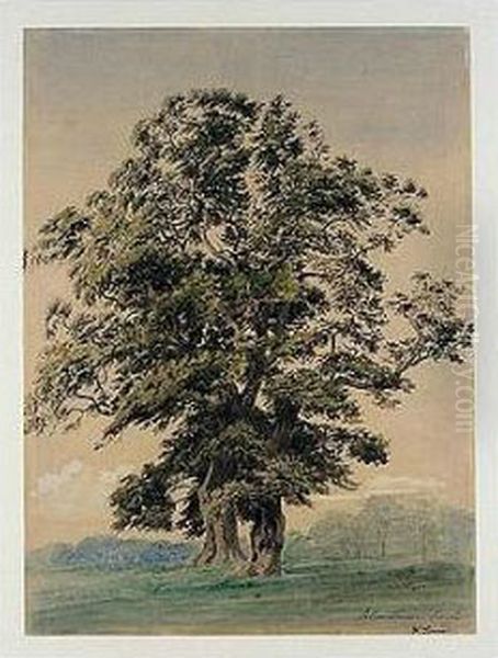 Study Of A Tree In Blenheim Park Oil Painting by William Turner