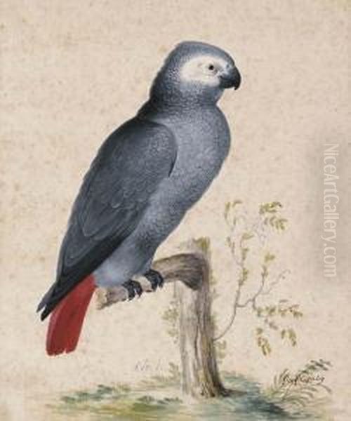 A West African Gray Parrot Oil Painting by Jan Gerritsz van Bronchorst