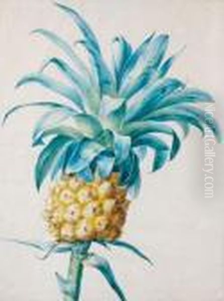 Un Ananas Oil Painting by Jan Frans Van Dael