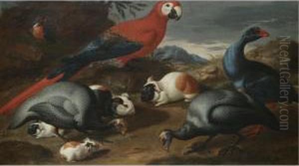 A Still Life With Guinea Pigs, A Parrot And Other Exotic Birds Oil Painting by Jacob van der (Giacomo da Castello) Kerckhoven