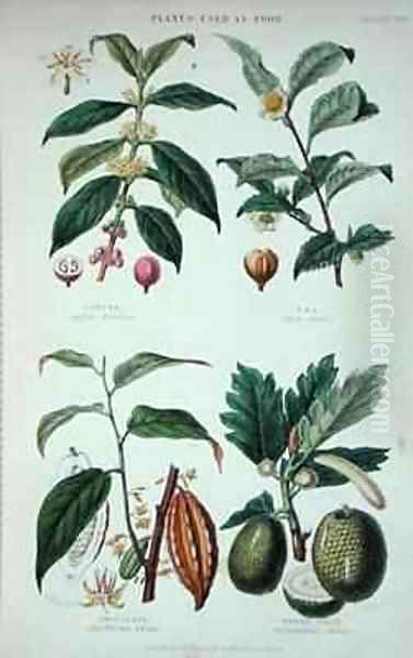 Coffee Tea Chocolate and Breadfruit Oil Painting by W. Fitch