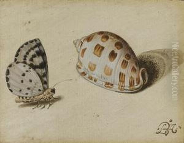 An Arrowhead Blue (glaucopsyche 
Piasus) Butterfly And A Scotch Bonnet (phalium Granulatum) Sea Shell Oil Painting by Balthasar Van Der Ast