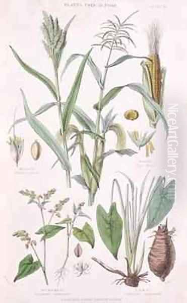 Millet Maize Buckwheat and Taro Oil Painting by W. Fitch