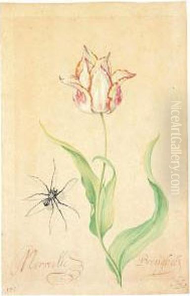 A Tulip 'merveille Breughel' And Spider Oil Painting by Balthasar Van Der Ast