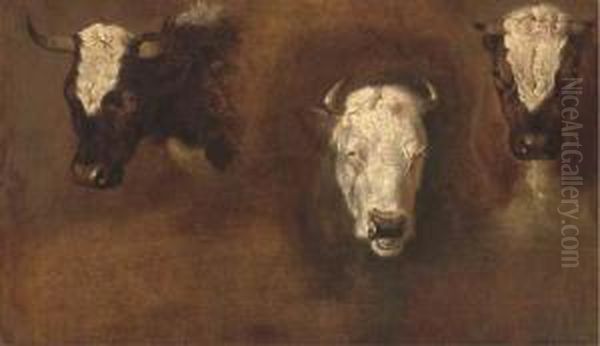 Three Studies Of Bulls' Heads Oil Painting by Simon van der Does