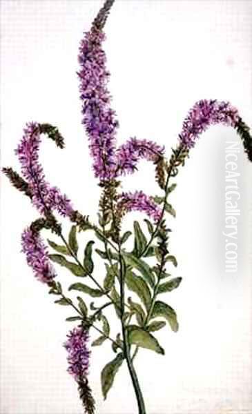 Purple Spiked Willow Herb Epilobium Oil Painting by Amelia Fancourt