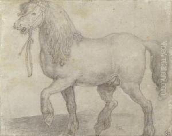 Equus Iuliacus: A Stallion Pacing To The Left Oil Painting by Jan van der Straet