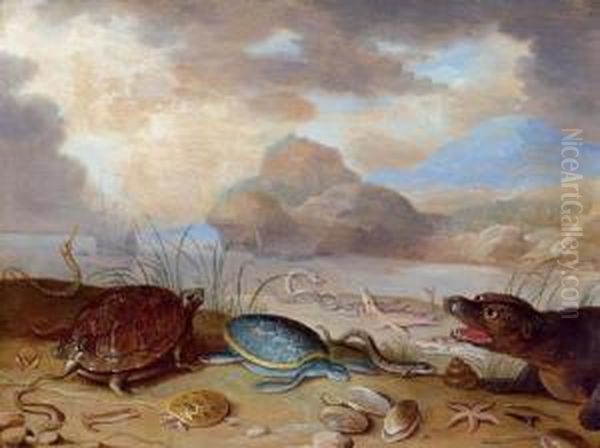 Marine Life On The Beach. Oil Painting by Ferdinand van Kessel