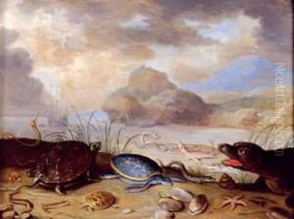 Phoque, Tortues Marines, Coquillages Et Poissons Oil Painting by Ferdinand van Kessel