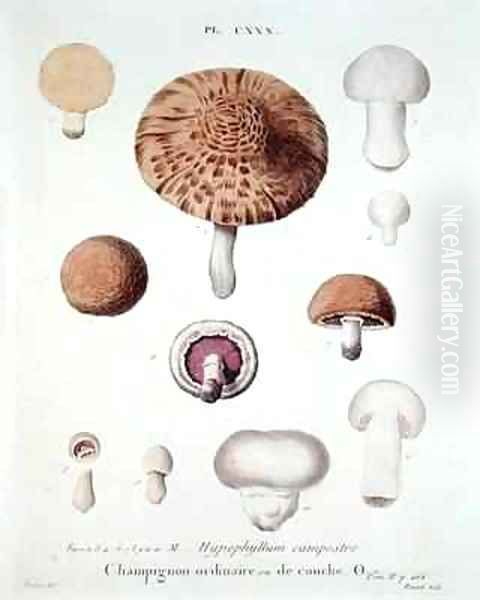 Hypophyllum campestre or the field mushroom Oil Painting by Fossier