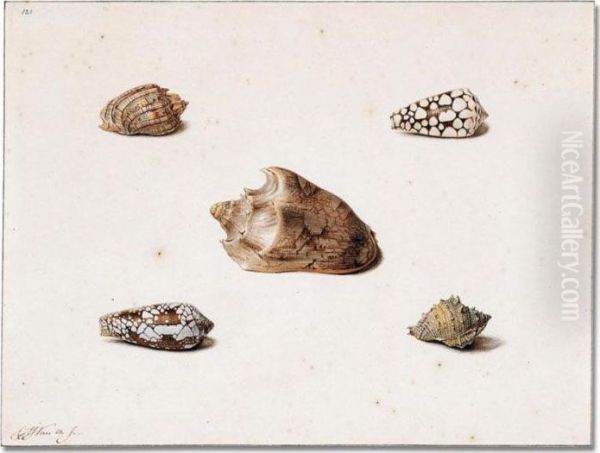 Five Shells Oil Painting by Georgius Jacobus J. Van Os