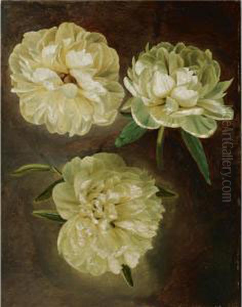 Study Of White Peonies Oil Painting by Gerard Van Spaendonck