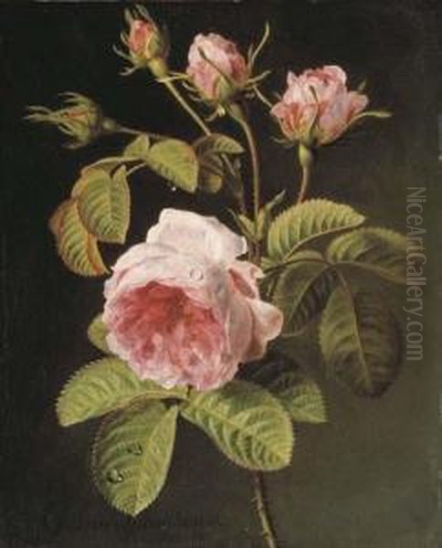 A Sprig Of Pink Cabbage Roses Oil Painting by Gerard Van Spaendonck