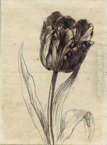 A Tulip Oil Painting by Gerard Van Spaendonck