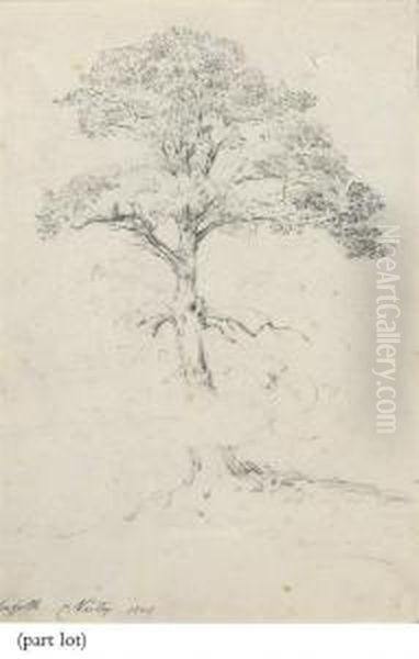 Studies Of A Scots Pine And A Copse Of Elms Oil Painting by Cornelius Varley