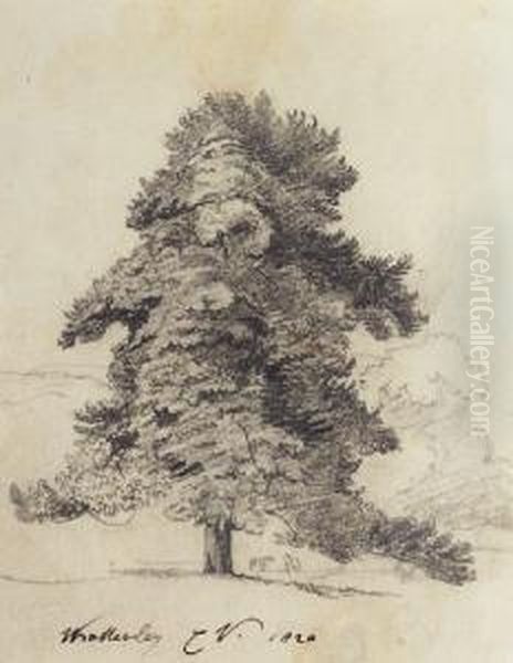 Tree At Wrottesley Oil Painting by Cornelius Varley