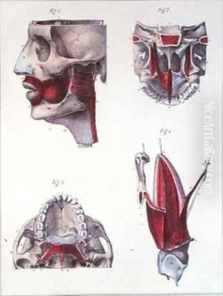 Anatomy of the throat and jaw from Manuel dAnatomie descriptive du Corps Humain Oil Painting by Feillet