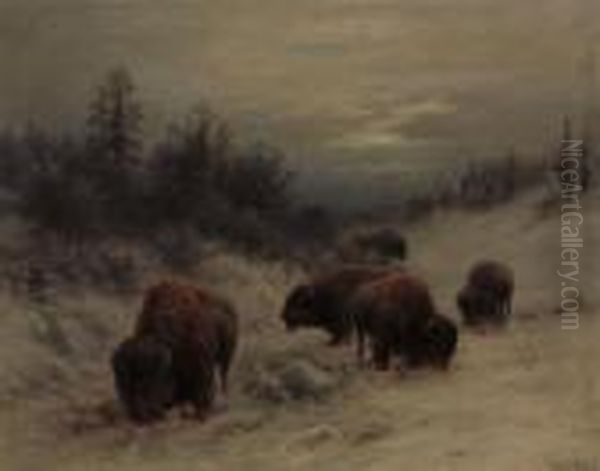 Bison Grazing Oil Painting by Frederick Arthur Verner