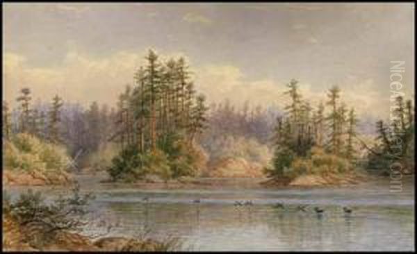 Loons, Lake Of The Woods Oil Painting by Frederick Arthur Verner