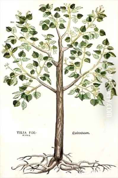 Tilia Foemina Lindenbaum or Lime Tree Oil Painting by Leonhard Fuchs