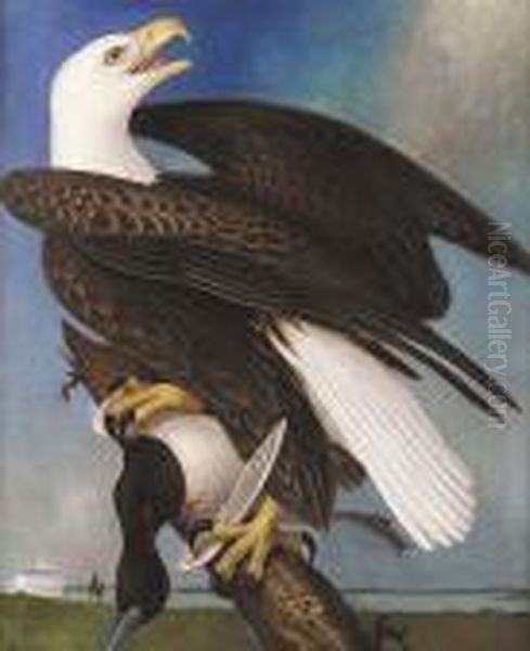 Louisiana Wild Life: After The Kill, American Bald Eagle With Duck Prey Oil Painting by George Louis Viavant