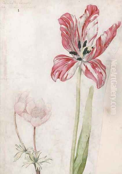 A tulip and anemones by Lady Edward Fitzgerald