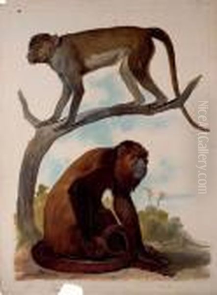 Studies Of Two Monkeys Oil Painting by August Von Pelzeln