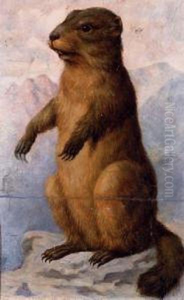 A Marmot Oil Painting by August Von Pelzeln