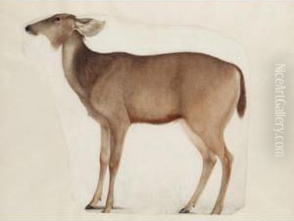 A Fragment Of A Study Of An Antelope Oil Painting by Franz Anton von Scheidel