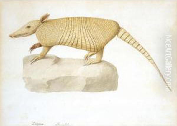 Armadillo Oil Painting by Franz Anton von Scheidel