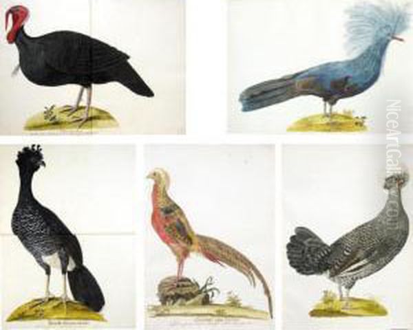 A Folio Volume Of Watercolours Of Birds Oil Painting by Franz Anton von Scheidel