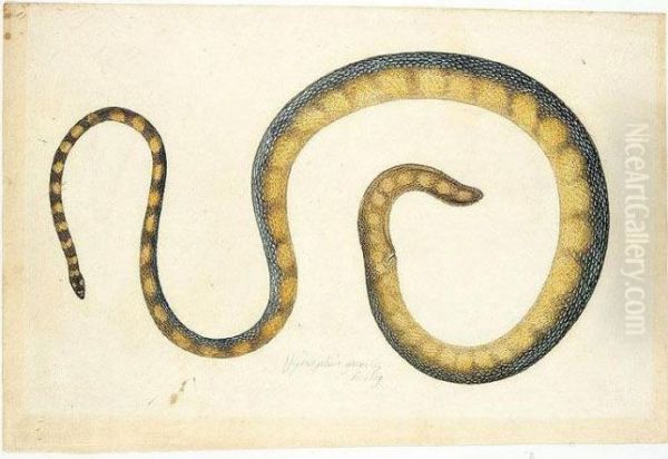 Three Studies Of Snakes Oil Painting by Franz Anton von Scheidel