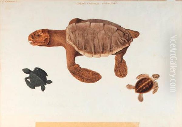 Study Of A Turtle, With Two Subsidiary Studies Of Smallturtles Oil Painting by Franz Anton von Scheidel