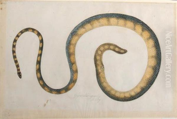 A Snake Oil Painting by Franz Anton von Scheidel