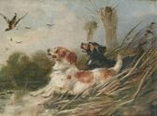 Springer Spaniels Flushing A Mallard Oil Painting by William Walker