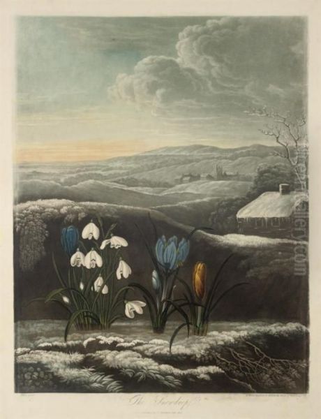 The Snowdrop Oil Painting by William I Ward