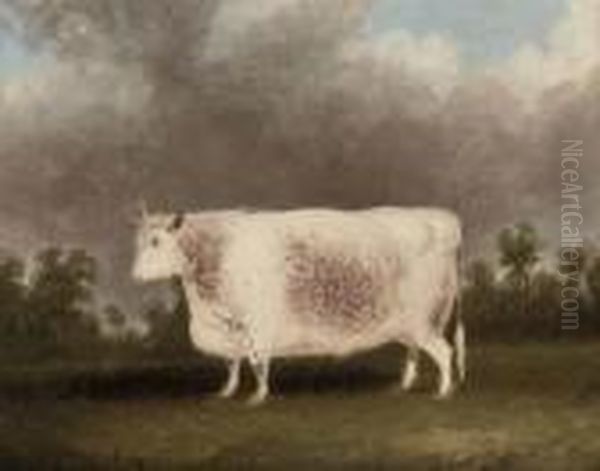 A White Prize Bull Oil Painting by Thomas Weaver