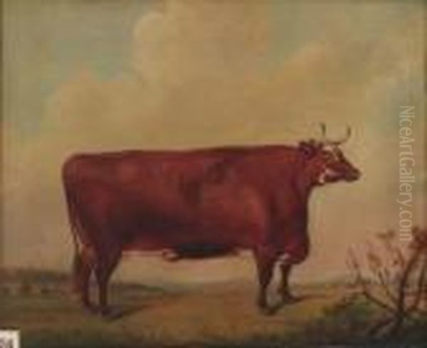 A Horned Herefordshire Cow Oil Painting by Thomas Weaver