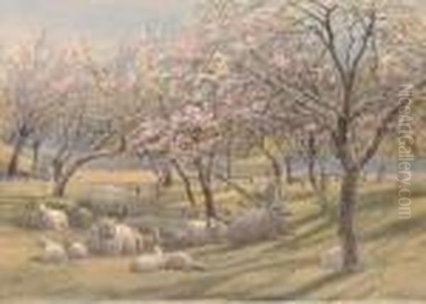 Sheep Resting In The Shade Of An Apple Orchard Oil Painting by Augustus Watford Weedon