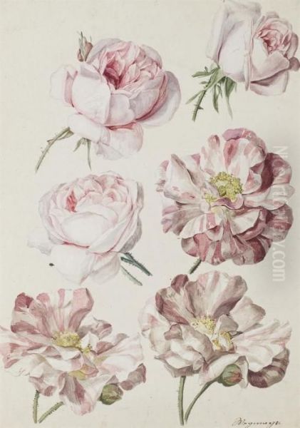 Studies Of Six Roses Oil Painting by Sebastian Wegmayr