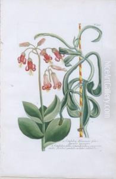 Cotyledon Africanum And Asphodelus Liliaceus Oil Painting by Johann Wilhelm Weinmann