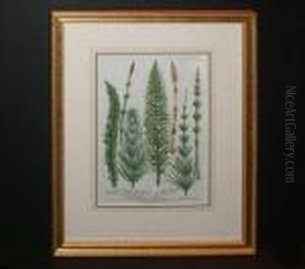 Equisetum Pratense Longissimis Setis Oil Painting by Johann Wilhelm Weinmann