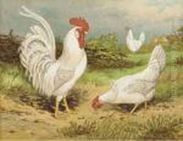 Comprising The Breeding & Management Of Profitable Andornamental Poultry: Six Plates Oil Painting by Harrison William Weir