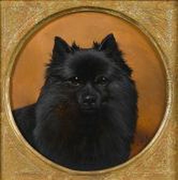 Head Of A Pomeranian Oil Painting by John Arnold Wheeler