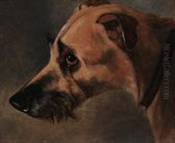 Study Of A Hound's Head Oil Painting by Of John Alfred Wheeler