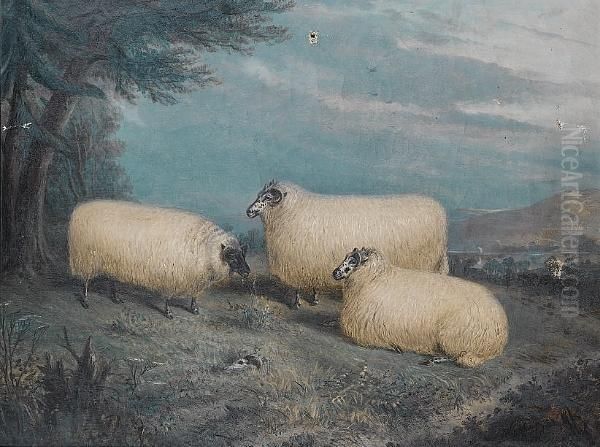 Prize Sheep At Rest In A Landscape Oil Painting by Richard Whitford